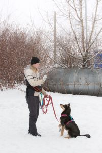 Собака Элли из приюта в добрые руки