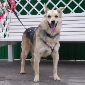 Небольшой песик в дар