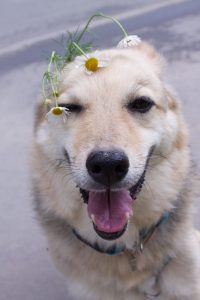 Небольшой песик в дар