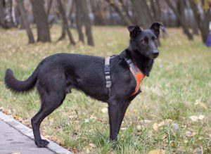 Маленький пёсик в добрые руки