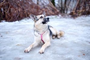 Собака Айза из приюта ищет дом