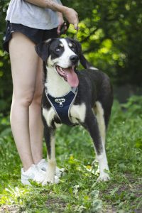 зенненхунд собака с голубыми глазами метис