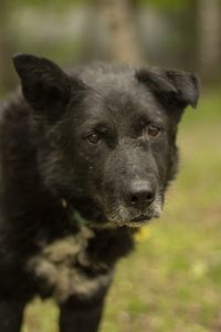 черная собака дворняжка из приюта