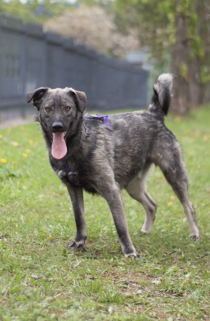 щенок мраморного окраса