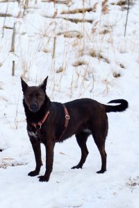 Красивая черная собака в дар