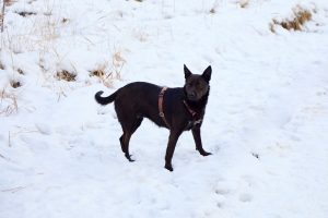 Красивая черная собака в дар