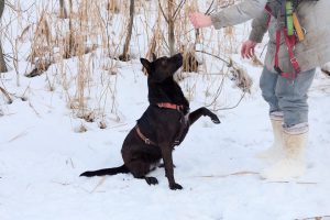 Красивая черная собака в дар