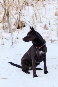 Красивая черная собака в дар