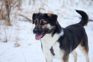 Собака с ушками конвертиком