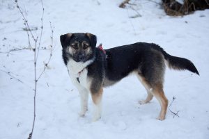 Собака с ушками конвертиком