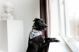 Черная небольшая собачка