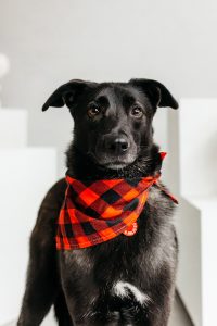 Черная небольшая собачка