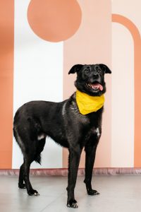 Черная небольшая собачка