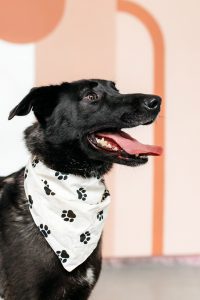 Черная небольшая собачка