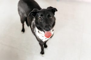 Черная небольшая собачка