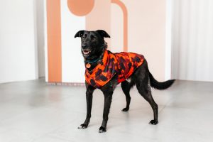 Черная небольшая собачка