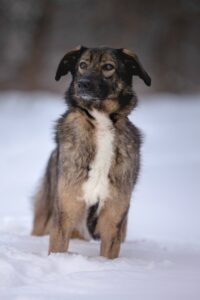 Небольшая коричневая собака
