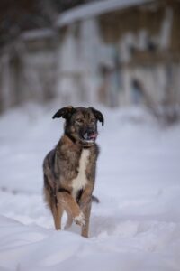 Небольшая коричневая собака