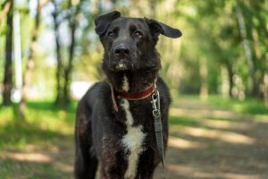 Черная статная собака в дар