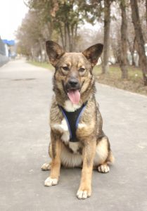 Коричневая девочка щенок