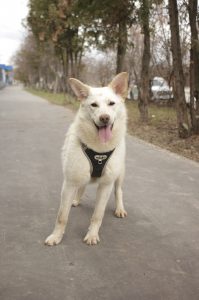 Небольшая бежевая собака