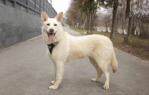 Небольшая бежевая собака
