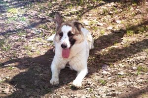 Пятнистая собака в дар из приюта