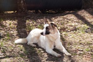 Пятнистая собака в дар из приюта