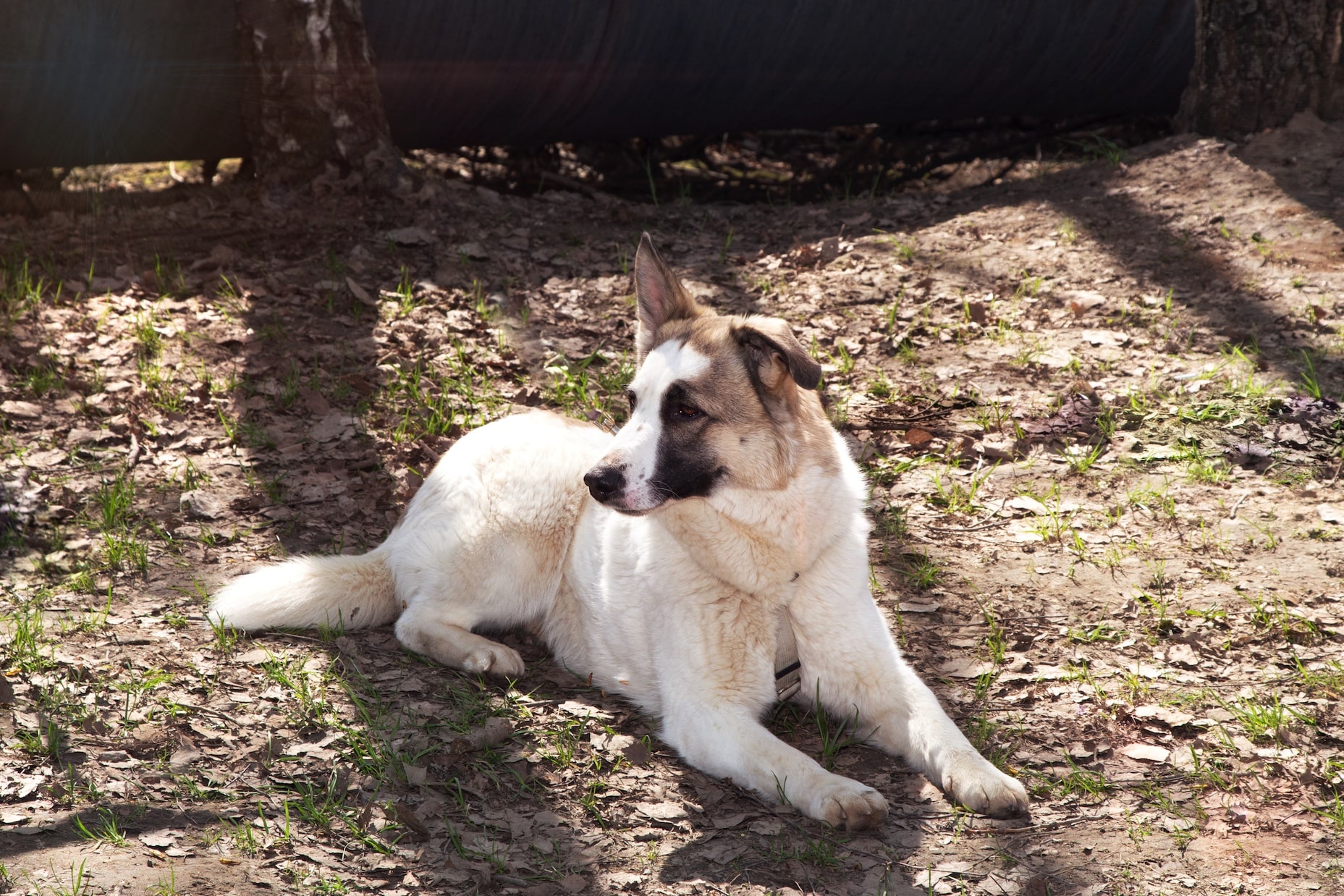 Пятнистая собака в дар из приюта