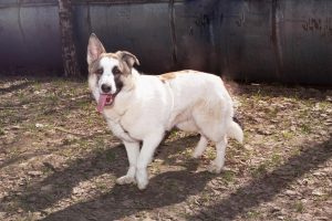 Пятнистая собака в дар из приюта