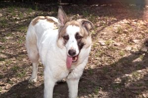 Пятнистая собака в дар из приюта