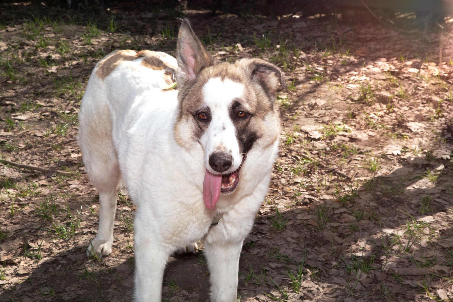 Пятнистая собака в дар из приюта