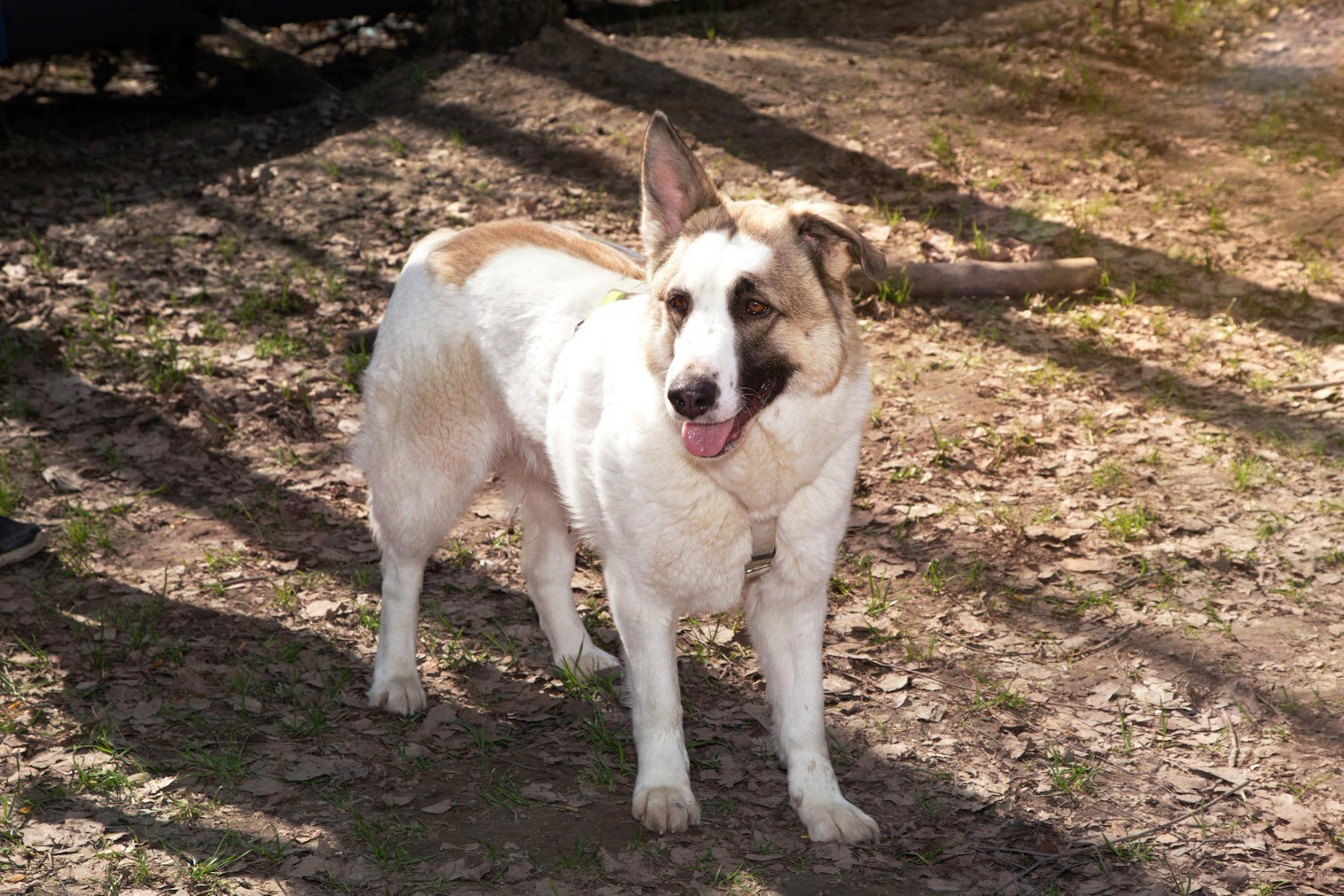 Пятнистая собака в дар из приюта