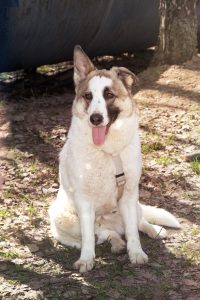 Пятнистая собака в дар из приюта