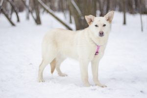 Небольшая бежевая собака