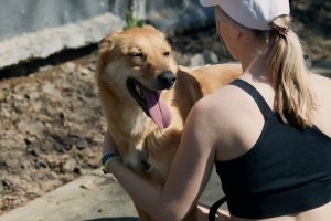 рыжая собака Итен ищет дом