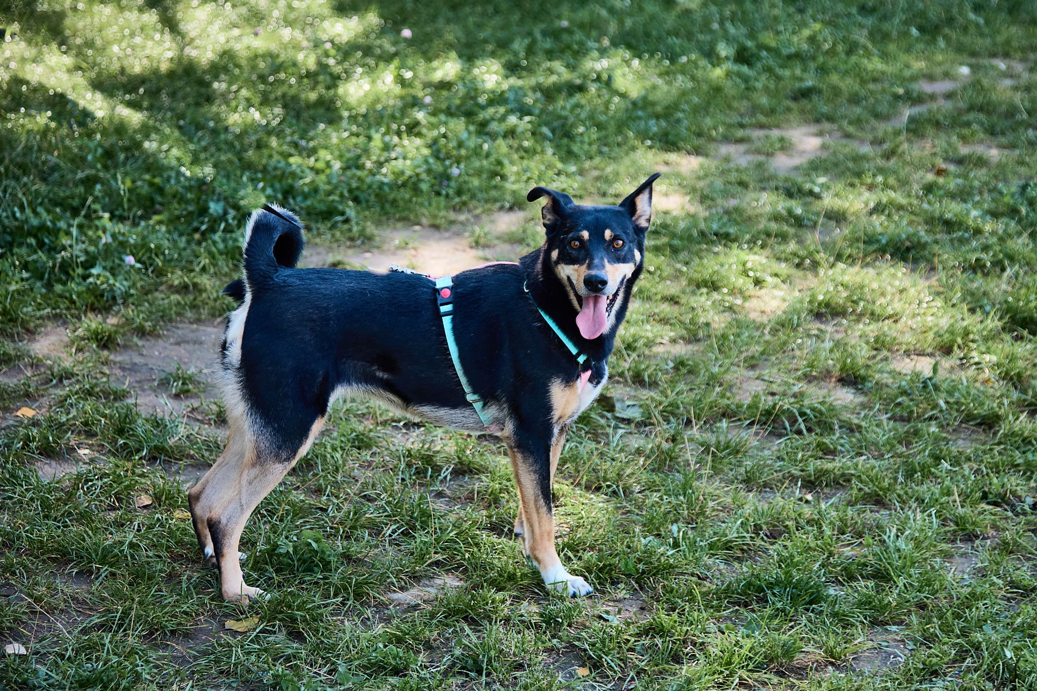 черная собака с рыжим подпалом