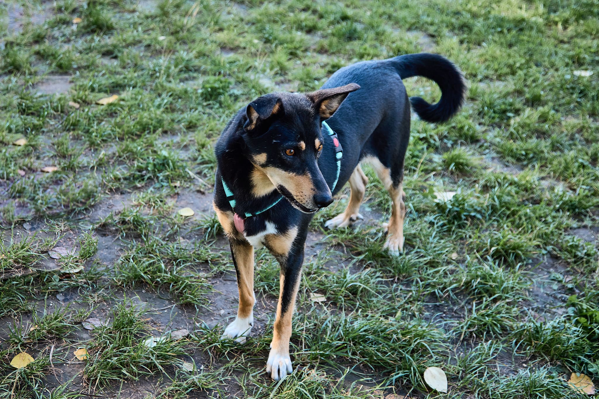 черная собака с рыжим подпалом