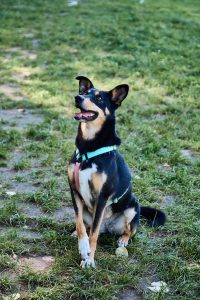 черная собака с рыжим подпалом