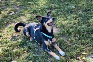 черная собака с рыжим подпалом