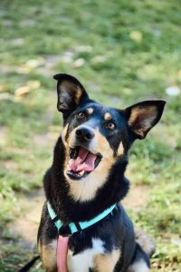 черная собака с рыжим подпалом