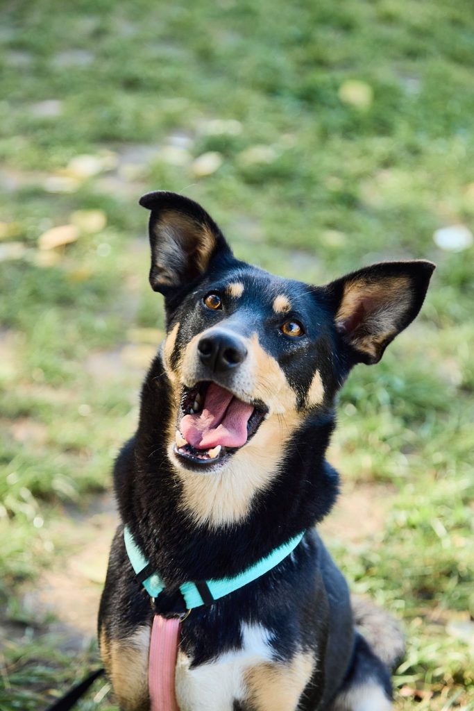 черная собака с рыжим подпалом