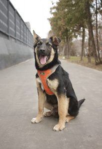 Щенок с красивой душой