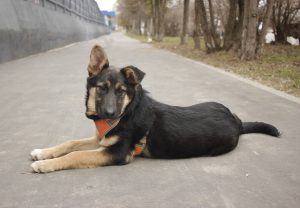 Щенок с красивой душой