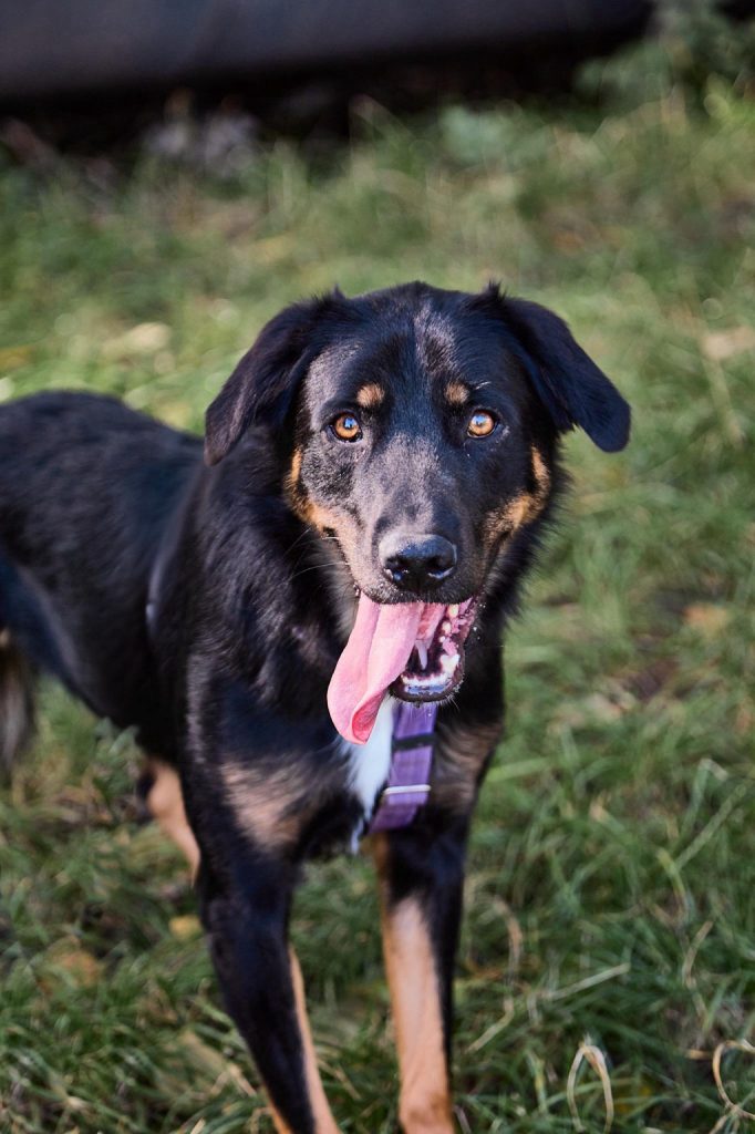 Красивый и пушистый пес