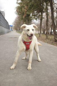 Нежная бежевая собака