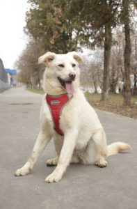 Нежная бежевая собака