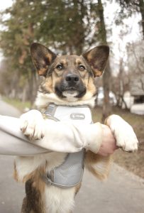 Милый щенок в дар