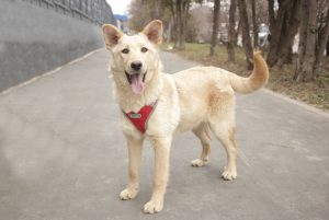 Бежевый щенок в дар