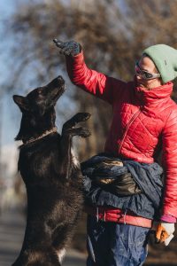 Черная статная собака
